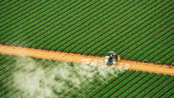 Best Local Pest Control Services  in Obion, TN